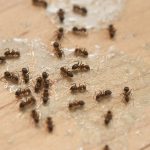 Why Do Pests Keep Coming Back?