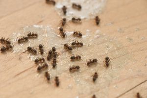 Read more about the article Why Do Pests Keep Coming Back?