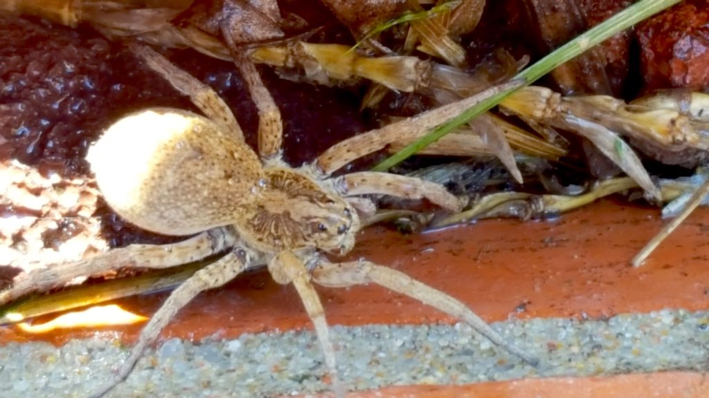 A large light tan spider