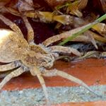Why Are Spiders More Active in the Fall?