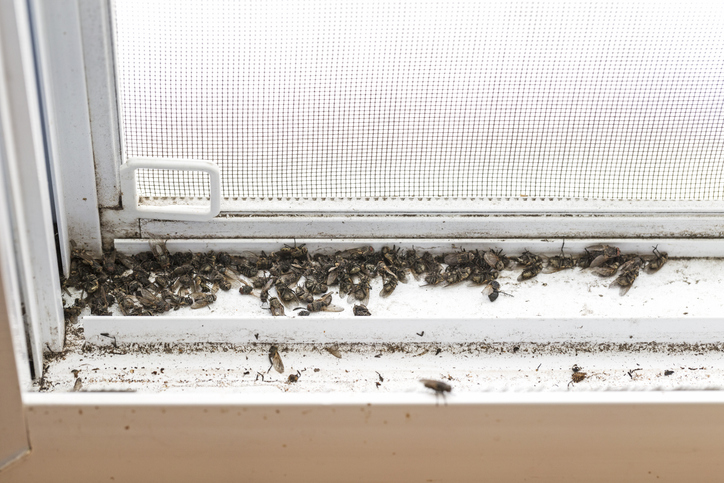 Signs You Have a Pest Problem 1