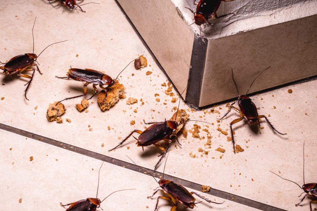 What Attracts Pests to Your Home? 2