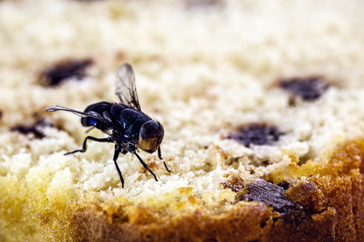 Common Pest Entry Points Around Your Home 2