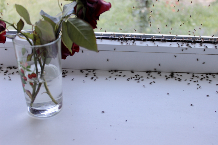 Signs You Have a Pest Problem 2