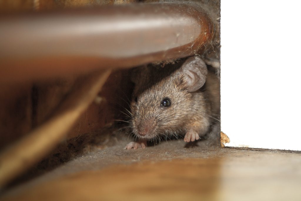 What Attracts Pests to Your Home? 1