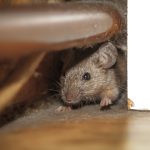 Why Mice Start Moving Indoors as Temperatures Drop